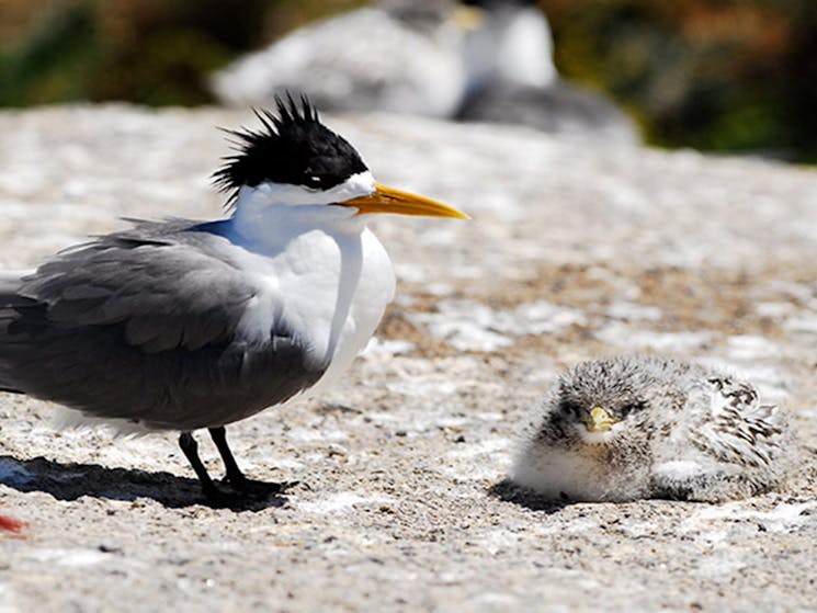 A crested tern stands next to a chick, on rocks at Barunguba Montague Island Nature Reserve. Photo: