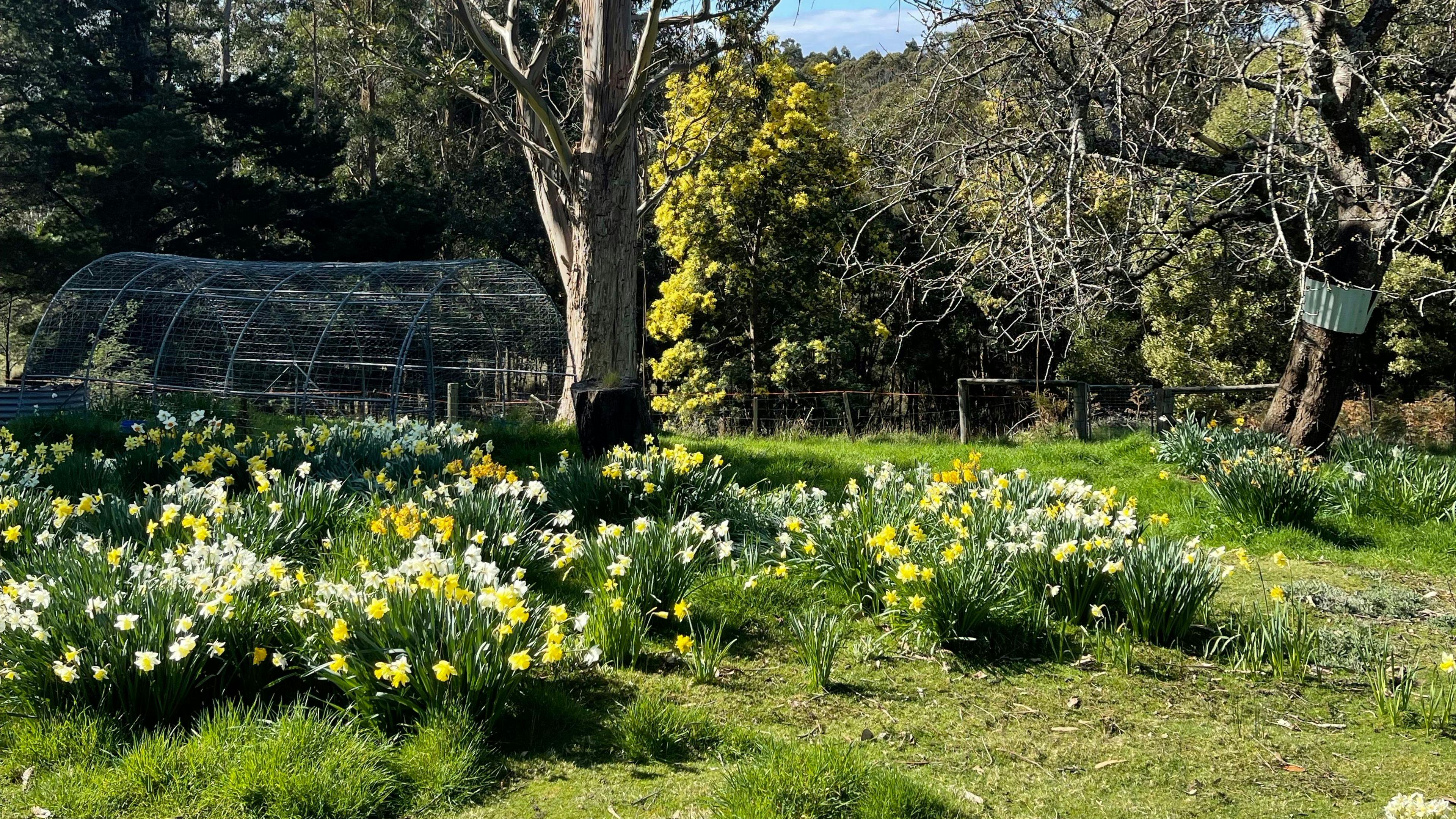 A carpet of daffodils greet you in spring