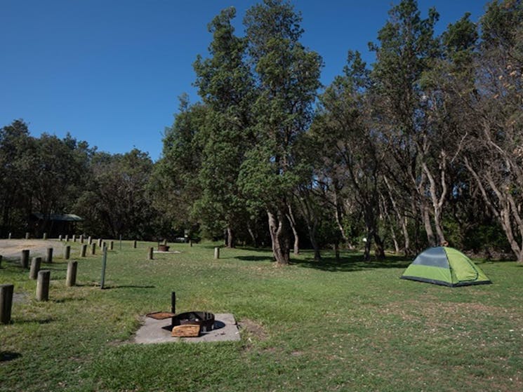 A pitched tent and fire ring on a campsite at Crowdy Gap campground, Crowdy Bay National Park.