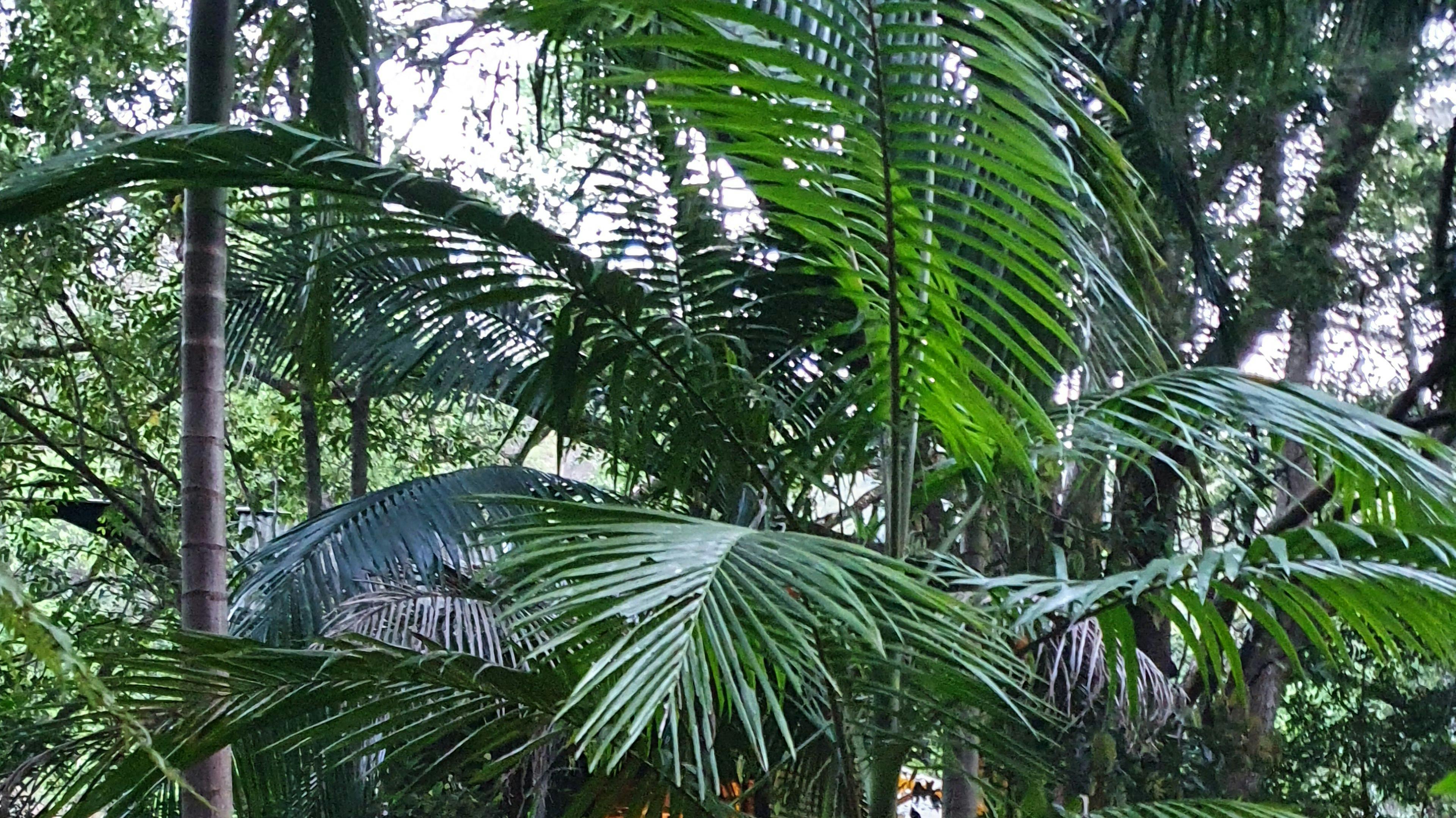 Crystal Creek Rainforest Treehouse