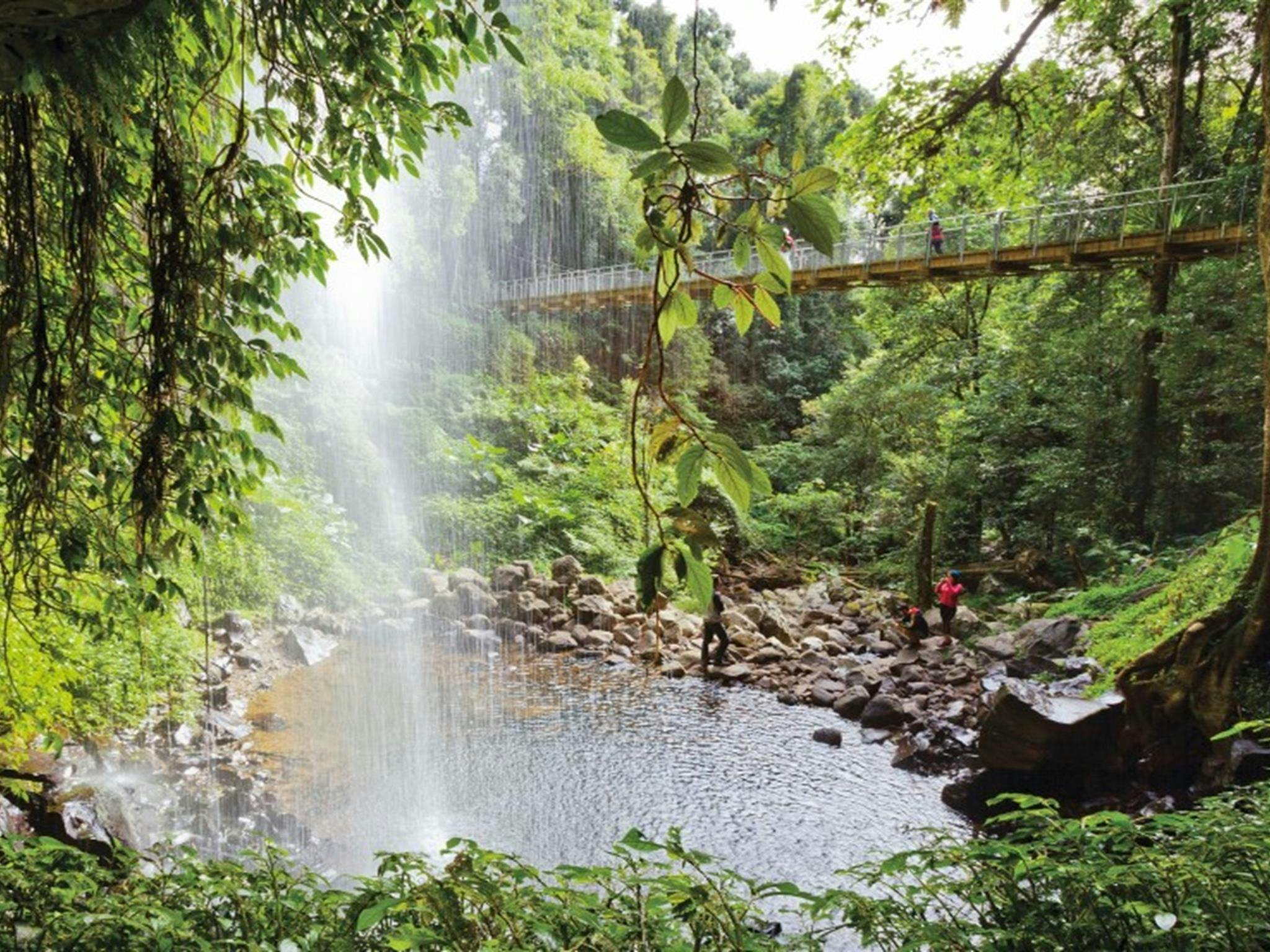 Dorrigo-Nationalpark