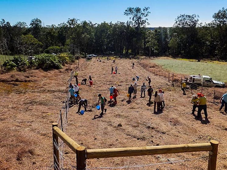 Volunteers planting trees on cleared ground at Cudgen Nature Reserve. Photo: NSW Government
