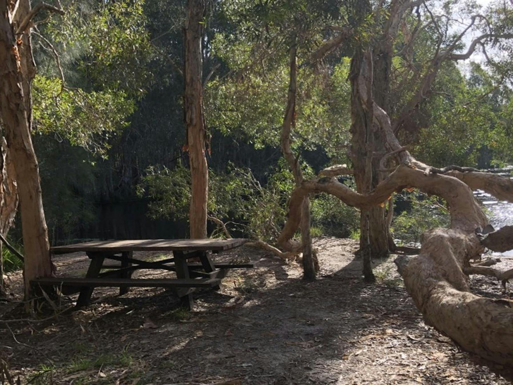 A picnic table at Cudgen Lake. Photo: Jessica Stokes © OEH