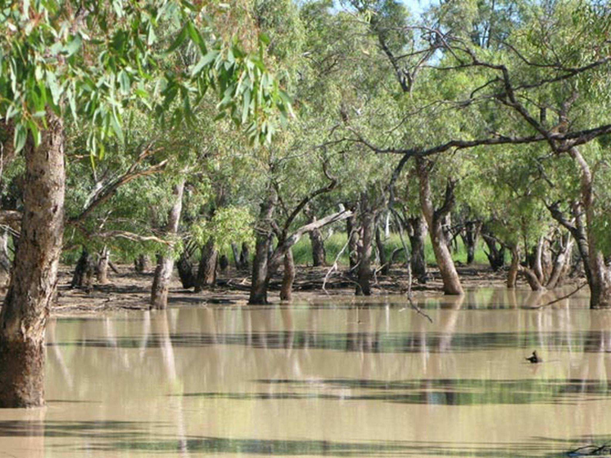 Culgoa River campground