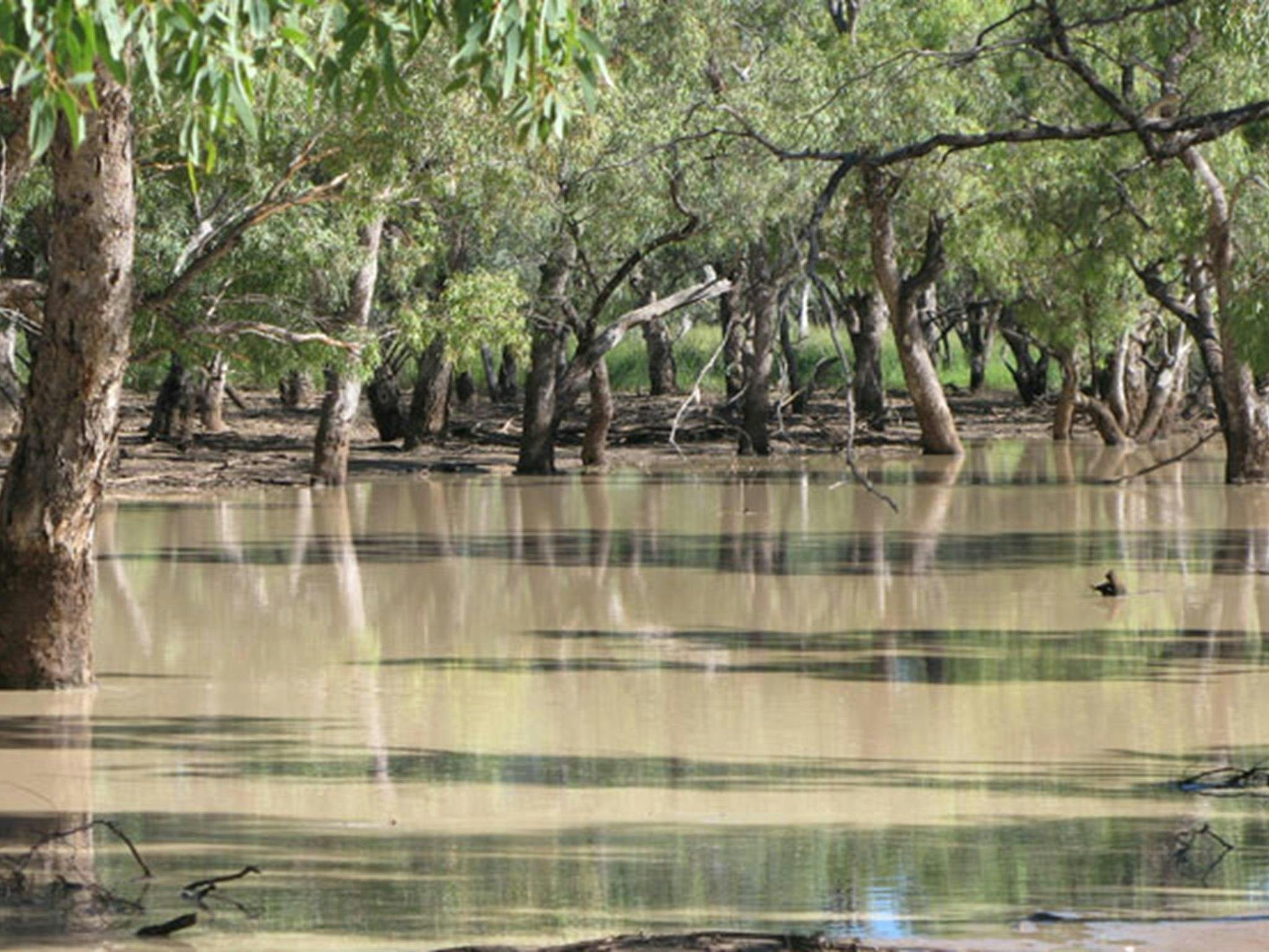 內賓溪，庫爾戈亞國家公園。圖：新南威爾斯州政府