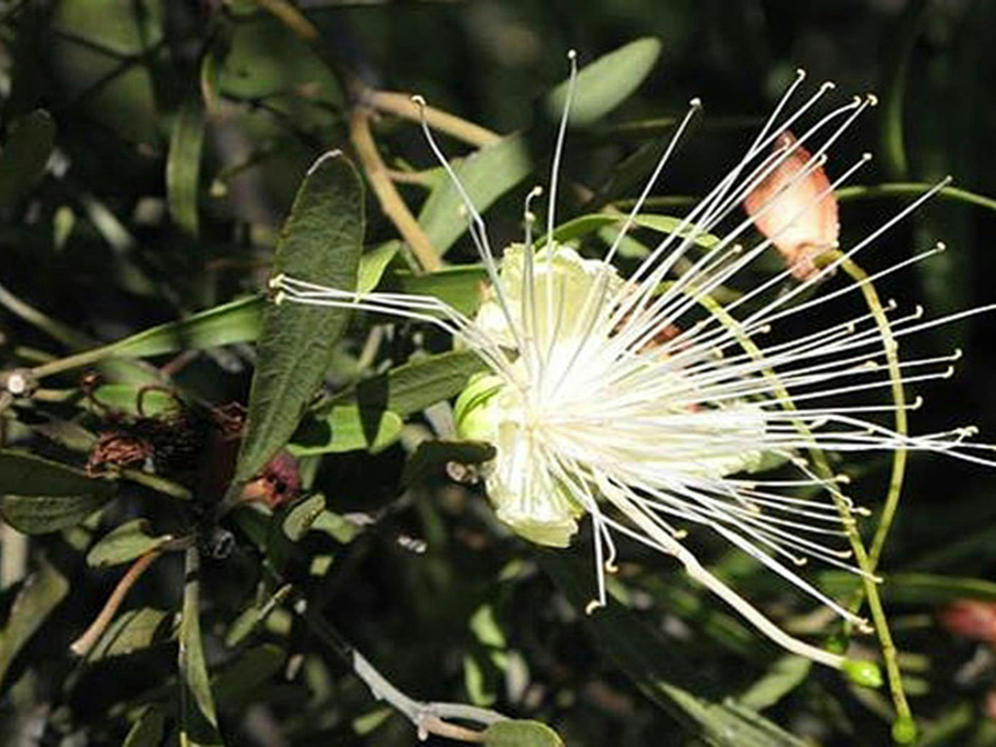 庫爾戈亞國家公園，金盞菊花。圖：新南威爾斯州政府