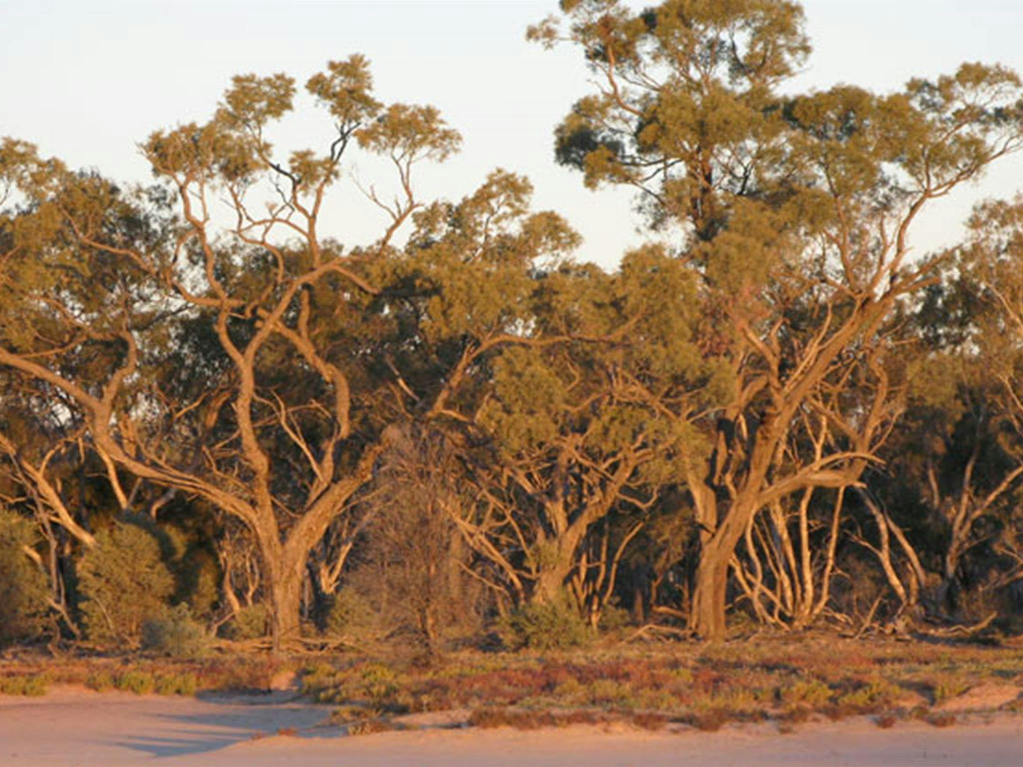 庫爾戈亞國家公園，金合歡樹。圖：新南威爾斯州政府
