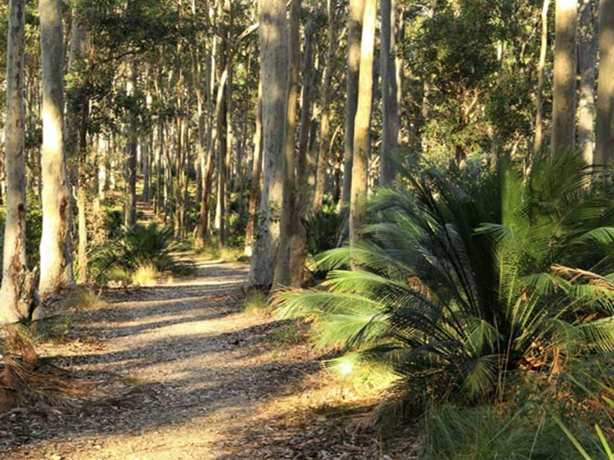 Wooded track, Cullendulla Creek Nature Reserve. Photo: Matthew Makeham/OEH
