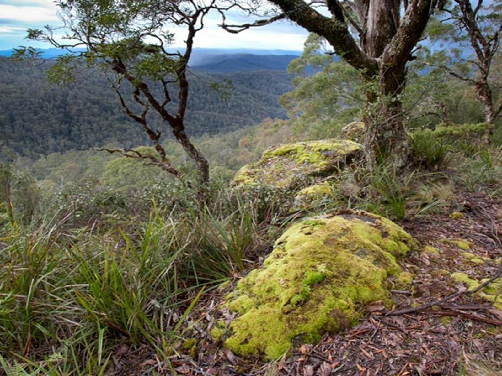 Cunnawarra National Park. Photo: Robert Cleary © DPIE