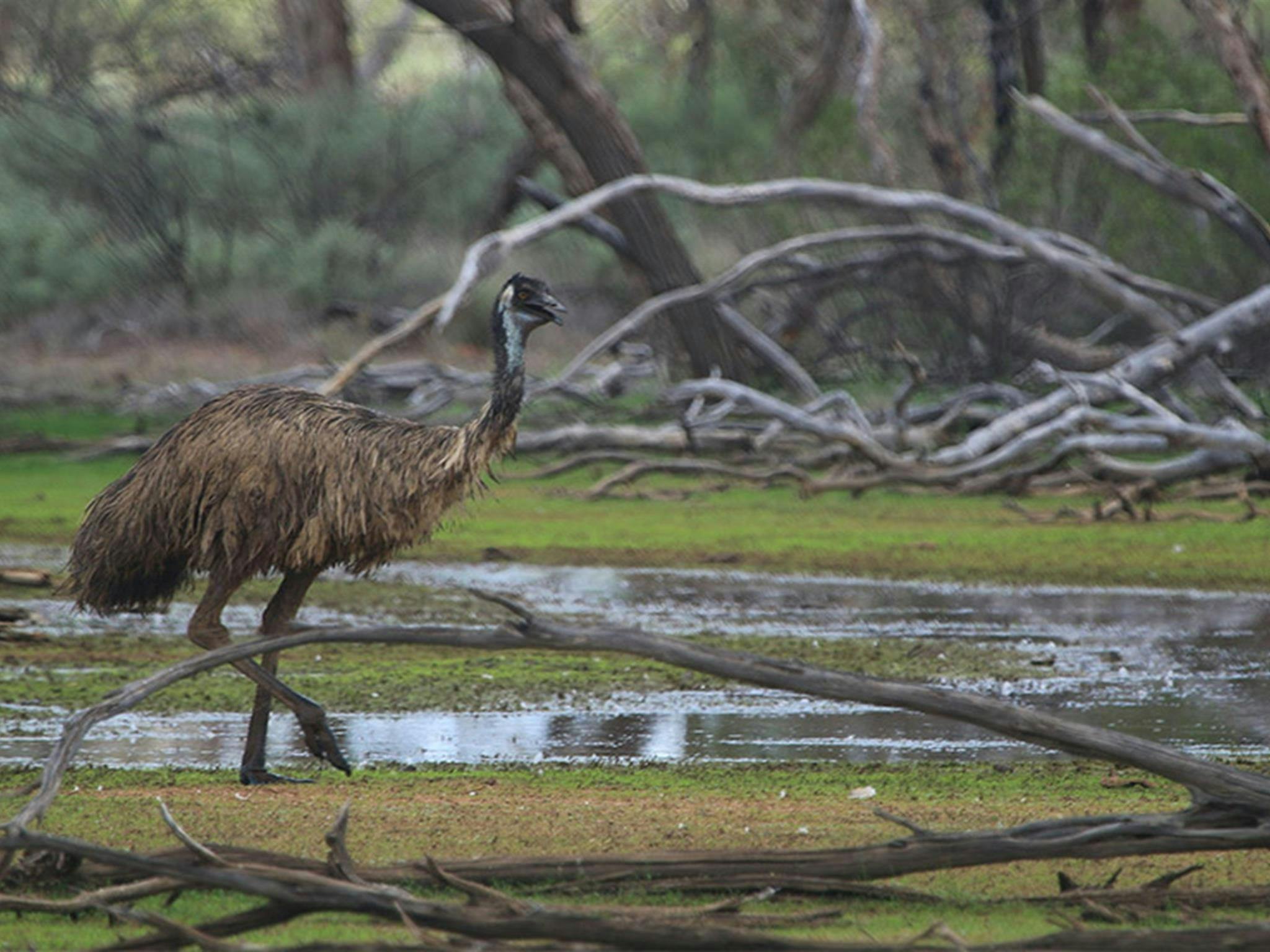An emu in Cuttaburra National Park. Credit: Alexander Dudley/DCCEEW &copy; Alexander Dudley