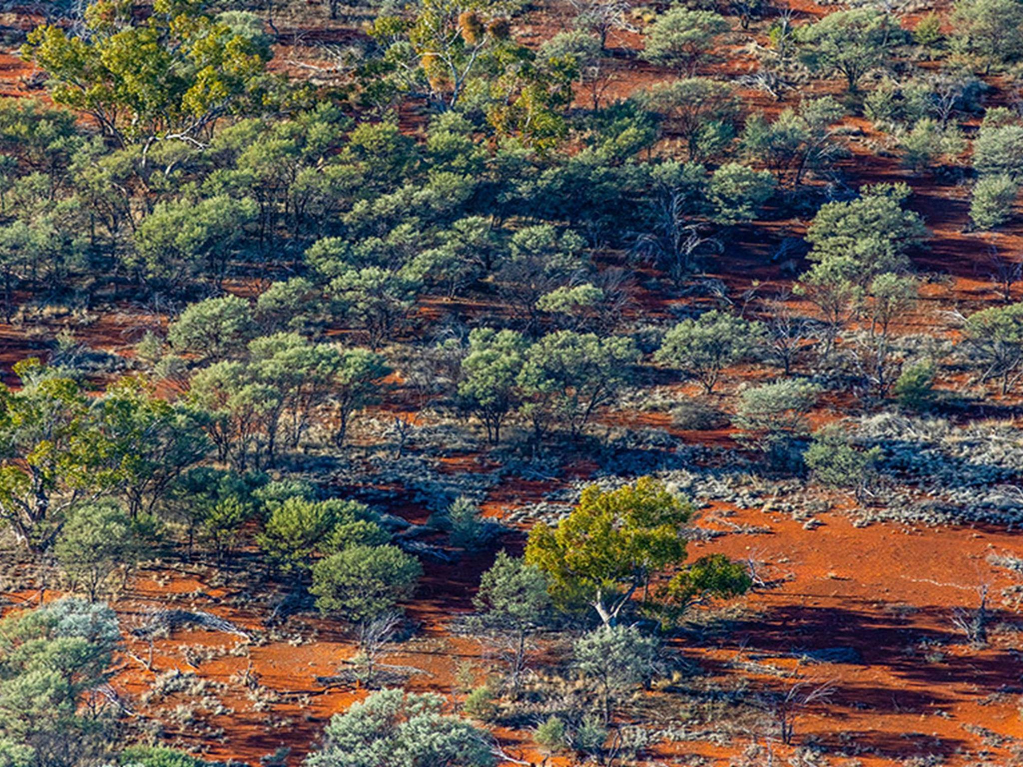 Cuttaburra National Park