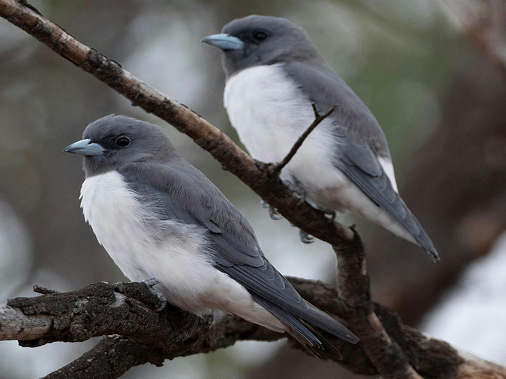 Cuttaburra National Park
