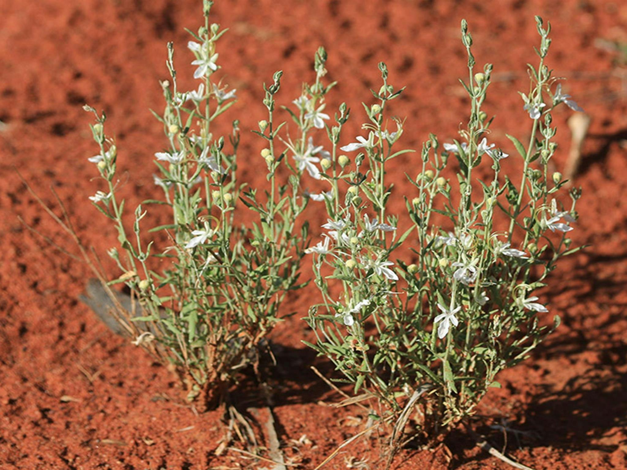 Cuttaburra National Park