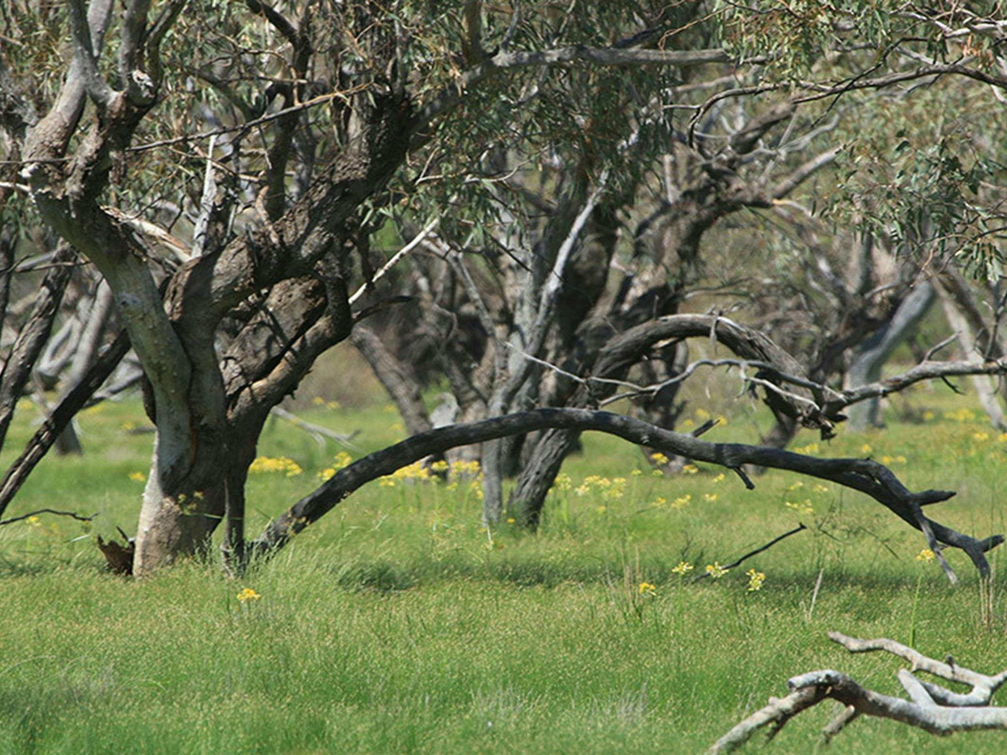 Cuttaburra National Park