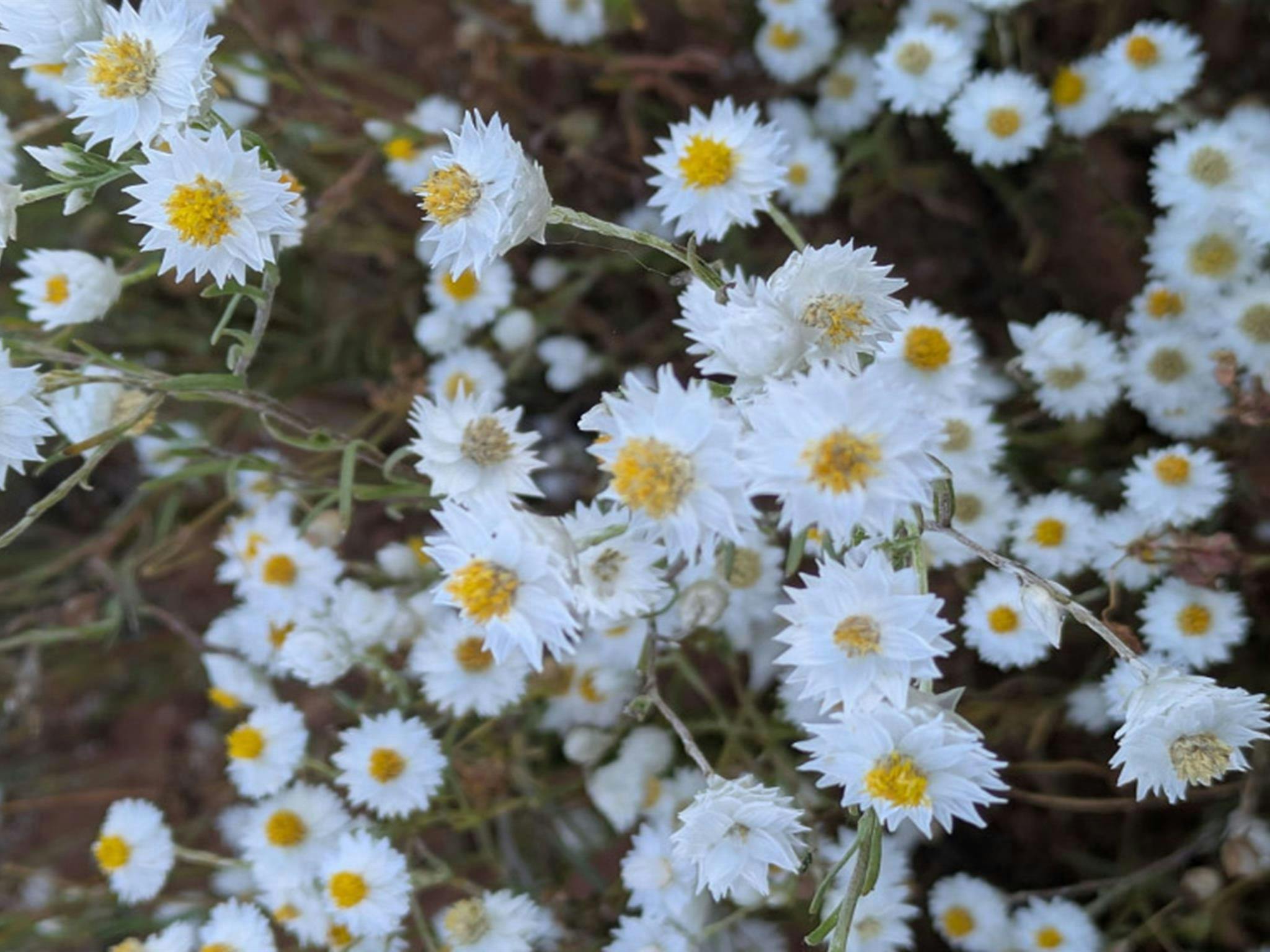 Daisies in spring along Cuttaburra scenic drives in Cuttaburra National Park. Credit: Jessica Stokes