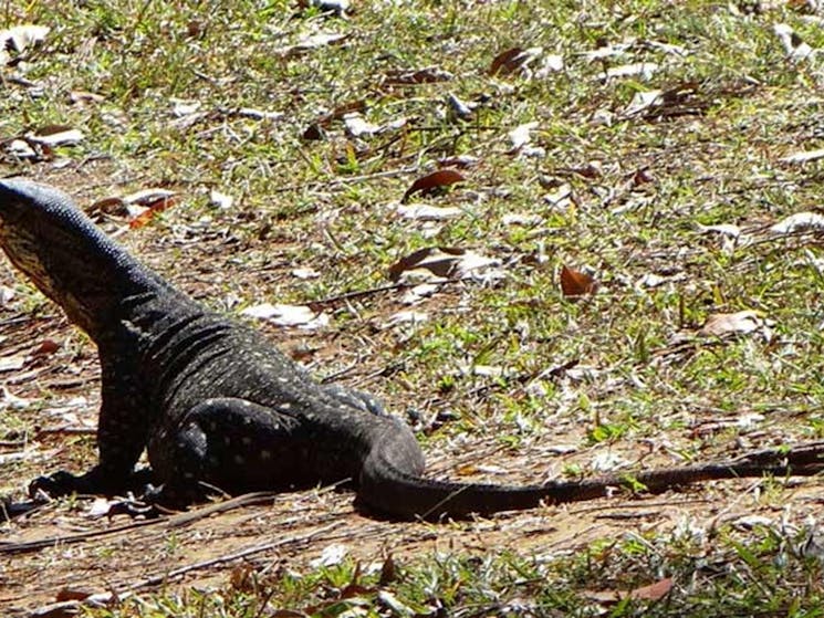 lace monitor, Cutters Camp campground, Mebbin National Park. Photo: D Hofmeyer/NSW Government