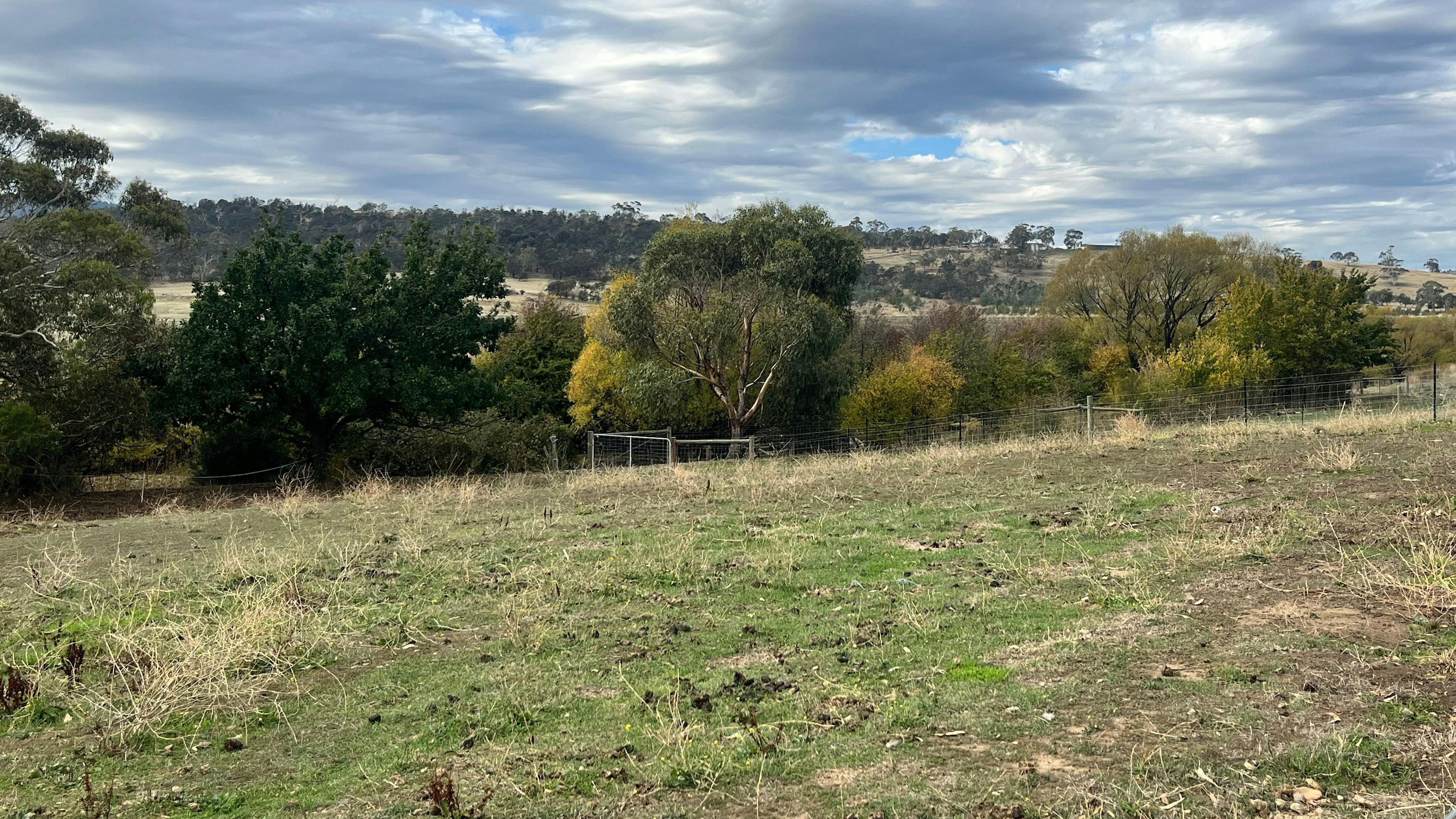 Tea Tree Farm