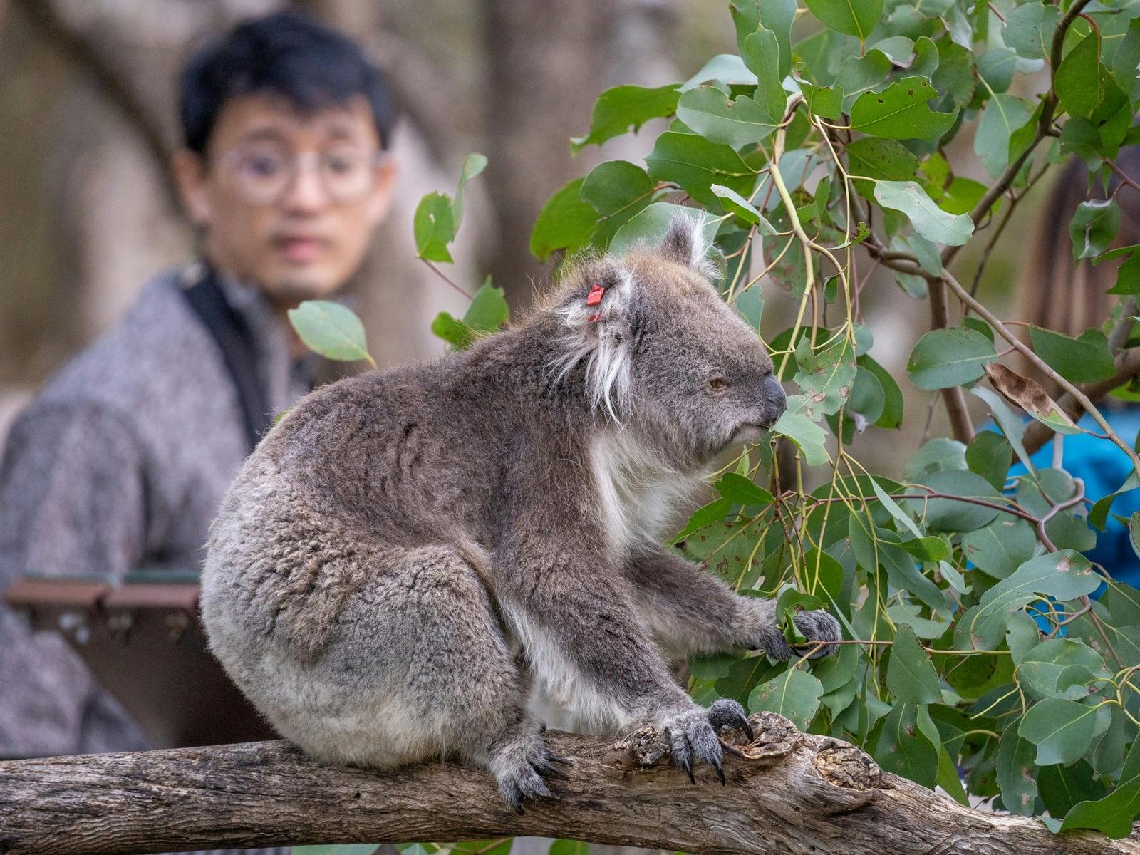 Phillip Island Nature Parks