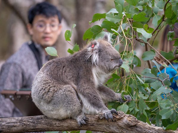 Phillip Island Nature Parks