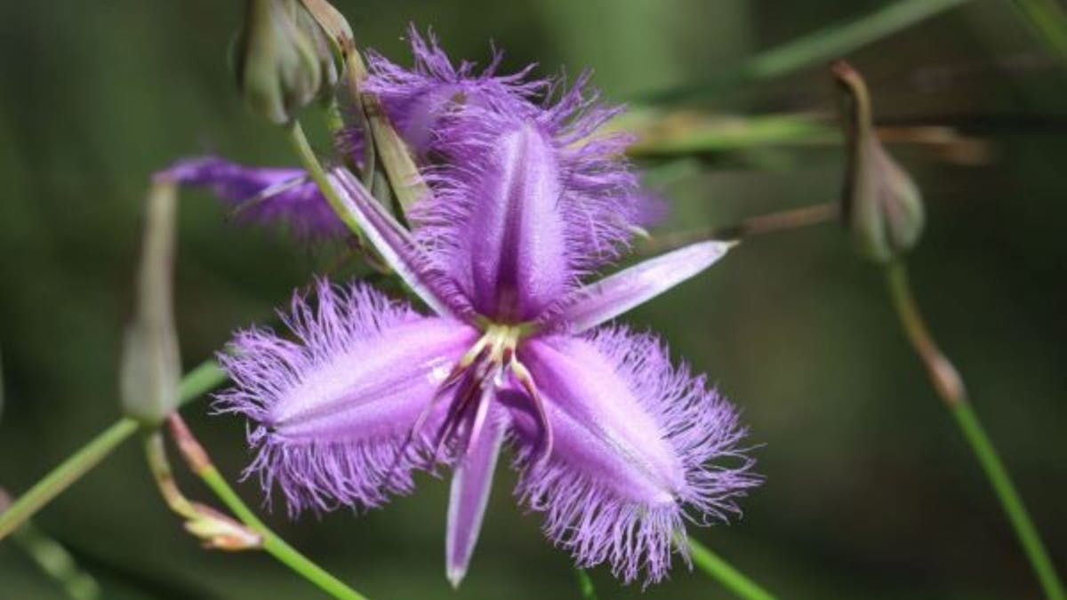 Fringed Lily at BushTracks Eco Tours Agnes Water 1770, Traveller's Rest 1770, Central Queensland