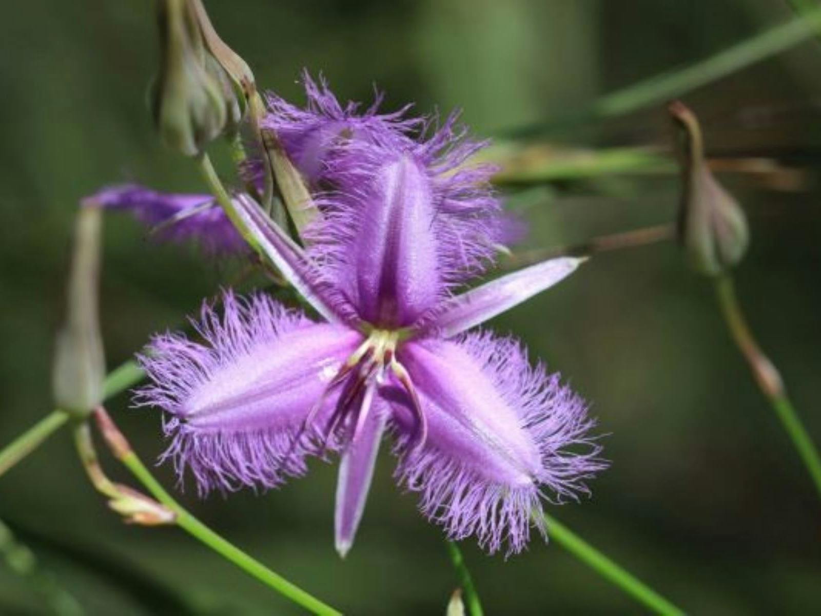 Fringed Lily at BushTracks Eco Tours Agnes Water 1770, Traveller's Rest 1770, Central Queensland