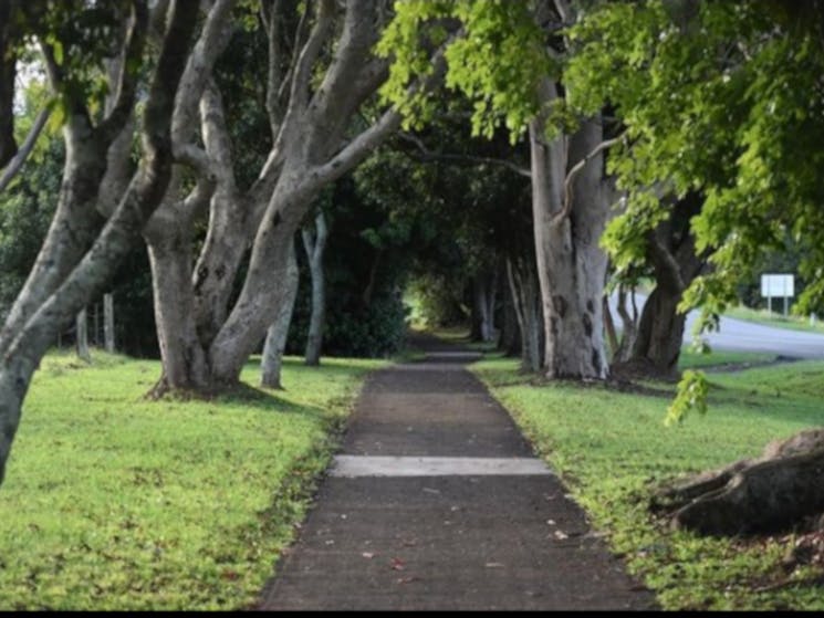 Tree lined walkway in Alstonville