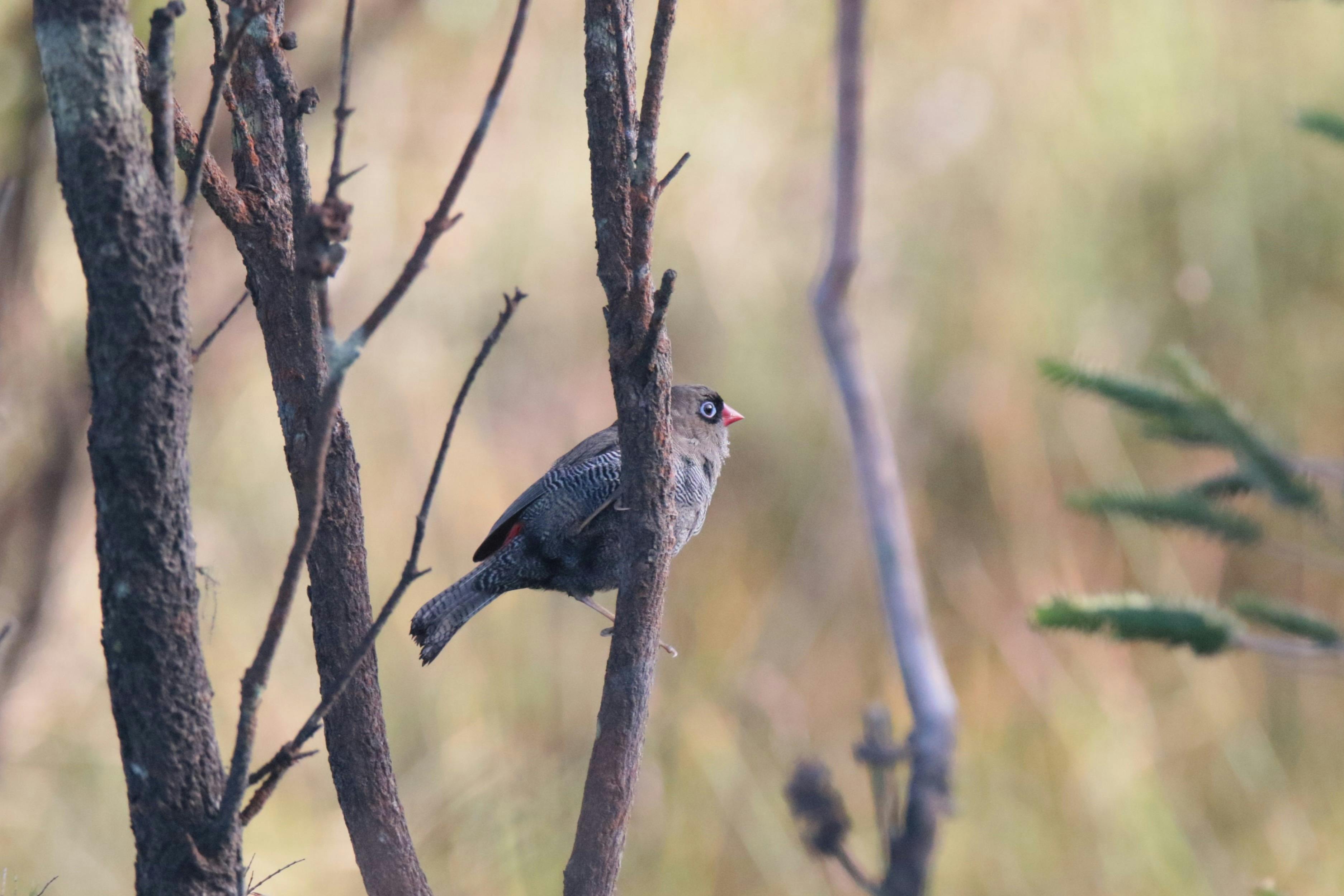 Beautiful Firetail perching