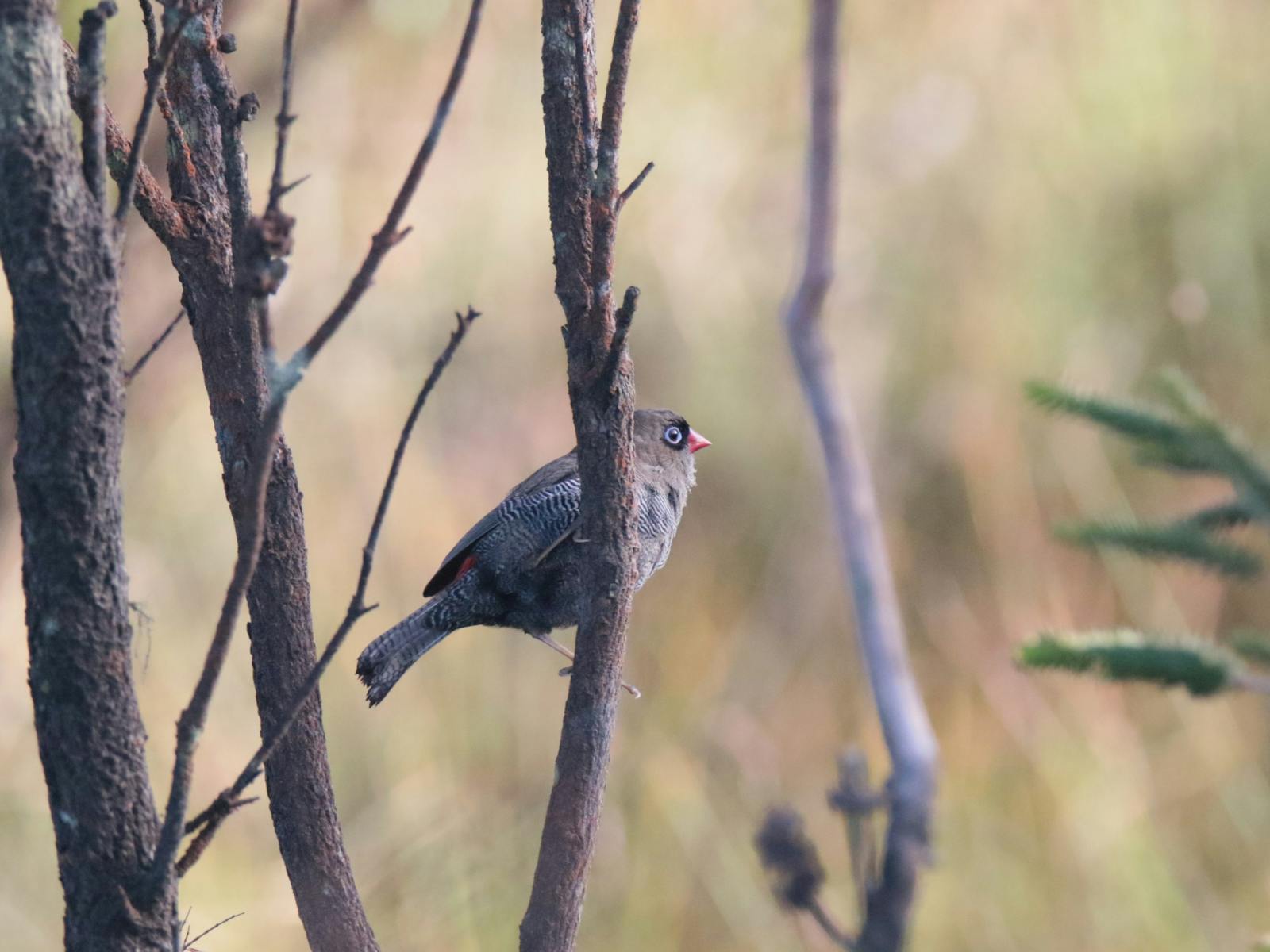 Beautiful Firetail perching