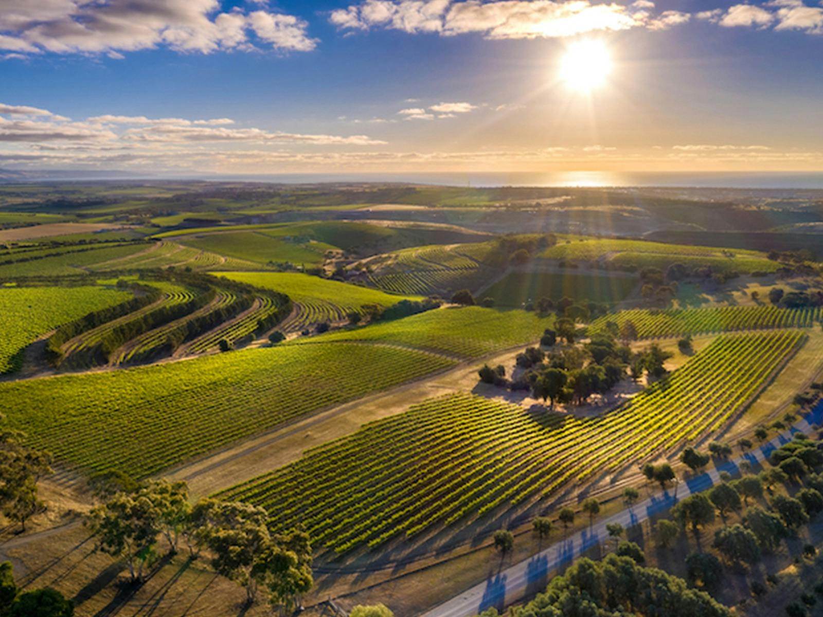 Firehawk Farm Vineyard Aerial View