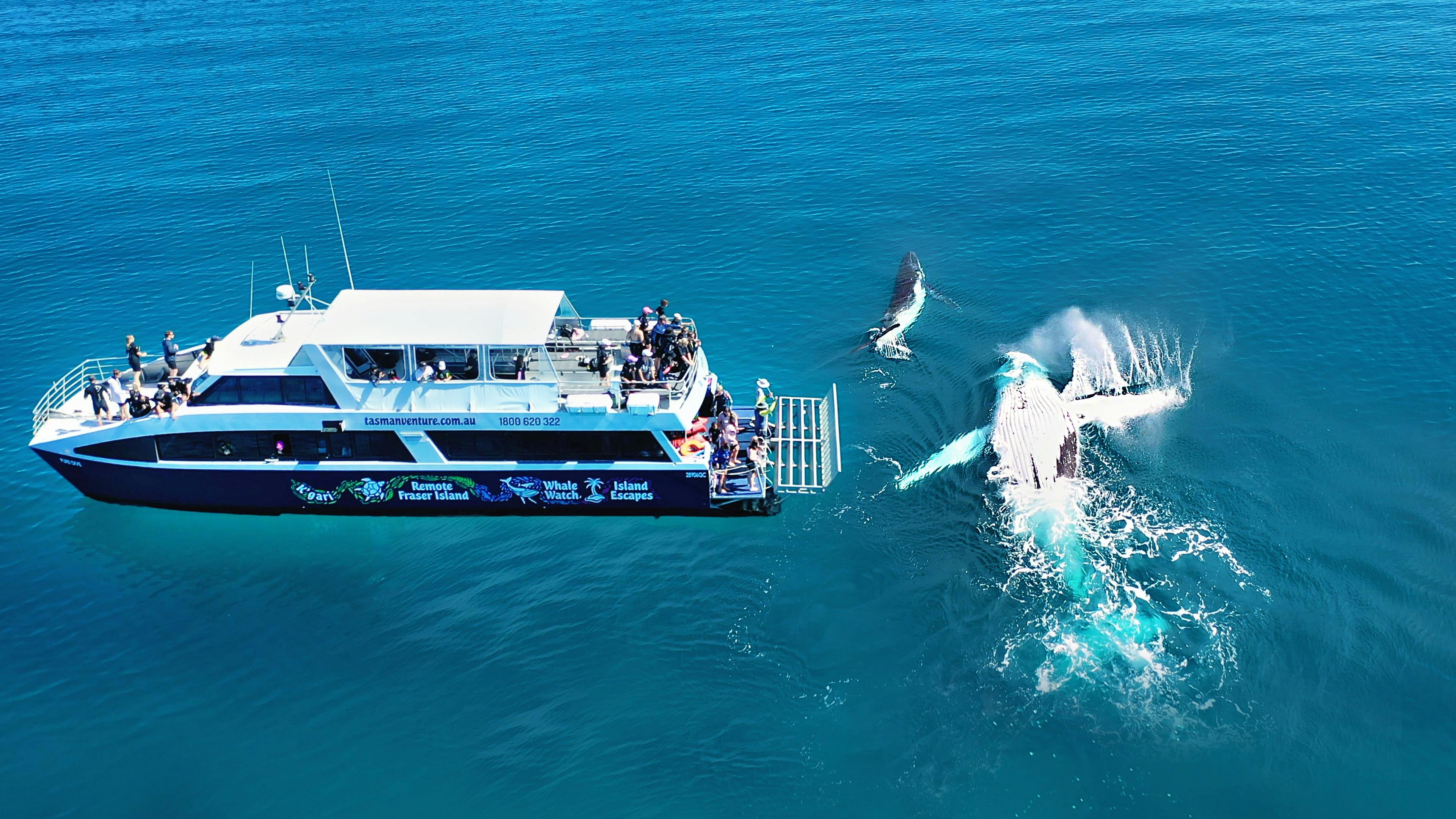 Humpback Whale and baby close encounter with Tasman Venture