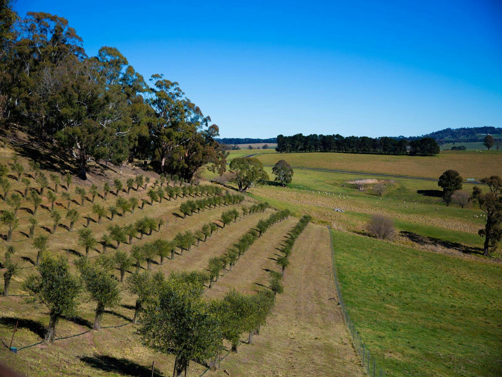 Photo Opportunity Amongst Our Very Own Olive Trees.