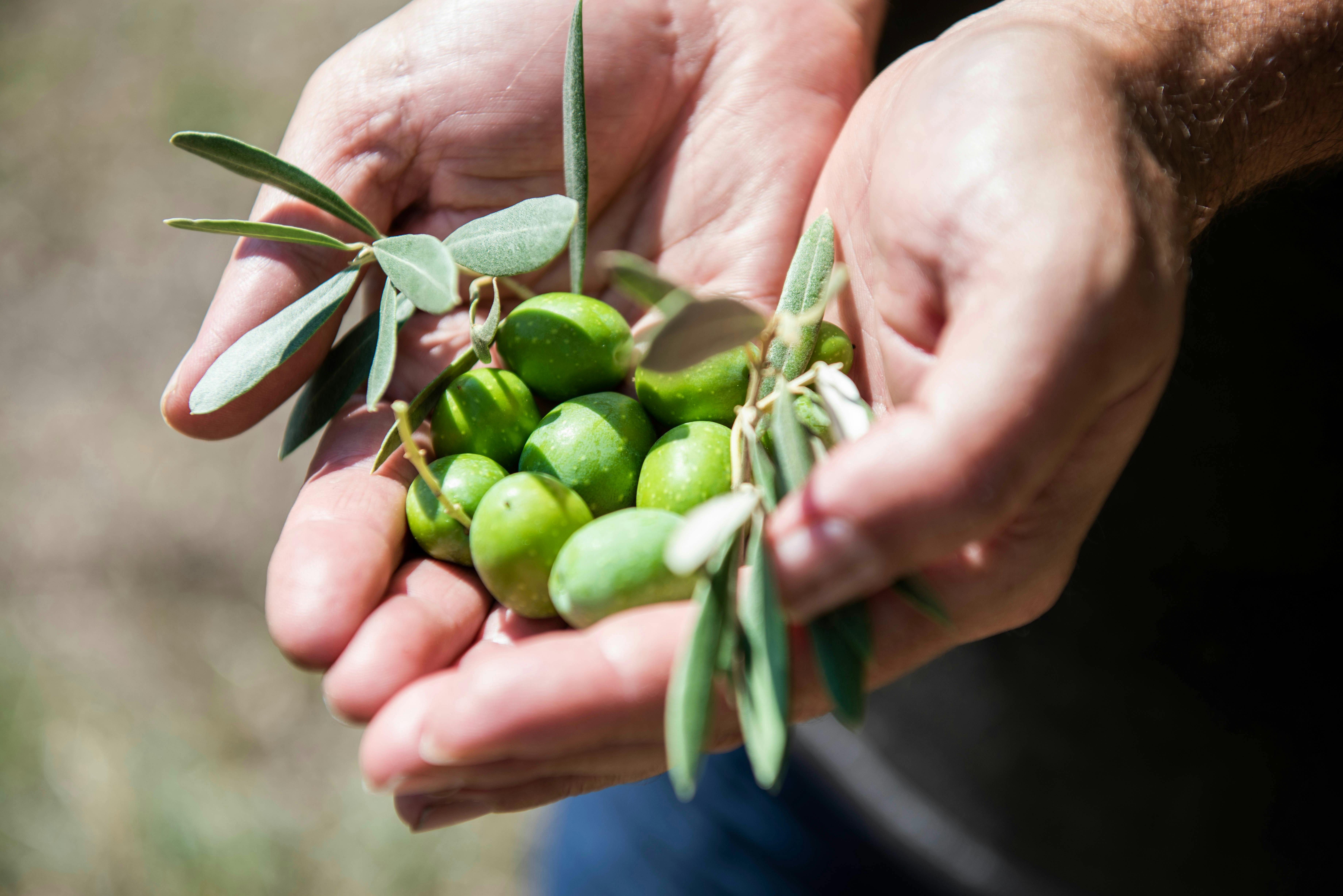 Aril Estate olives, in hands