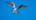 A Black-shouldered Kite builds a nest
