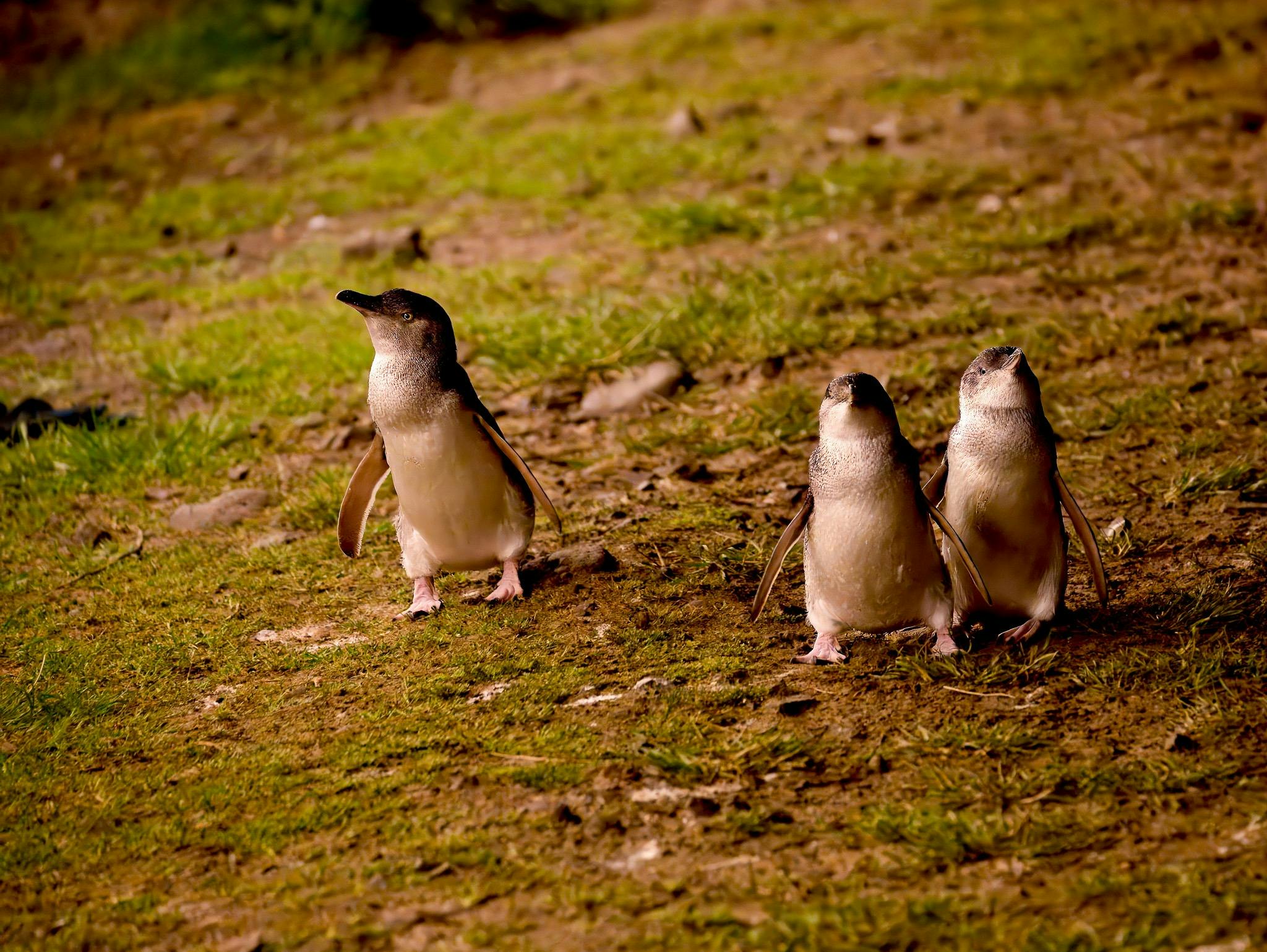 Witness the Penguin Parade