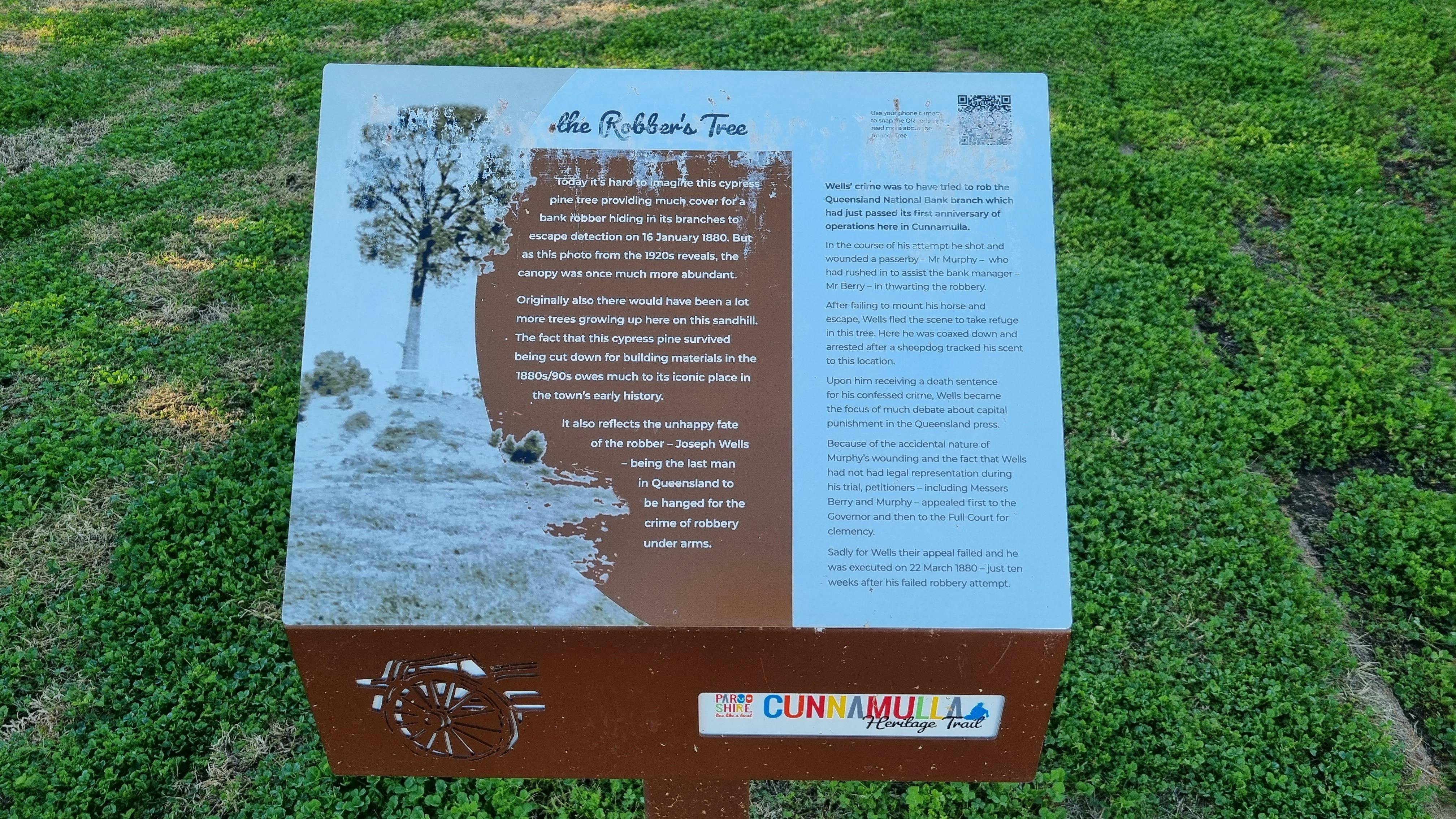 Robbers tree on heritage walk scan QR code