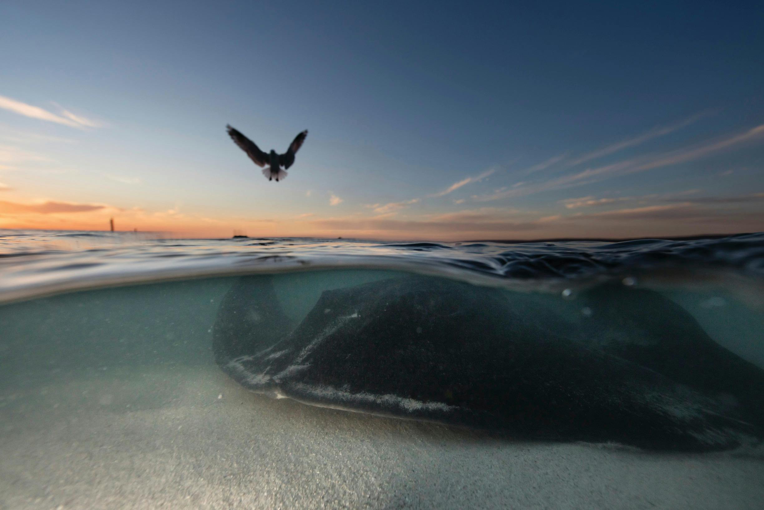Stingray at Hamelin Bay, near Augusta