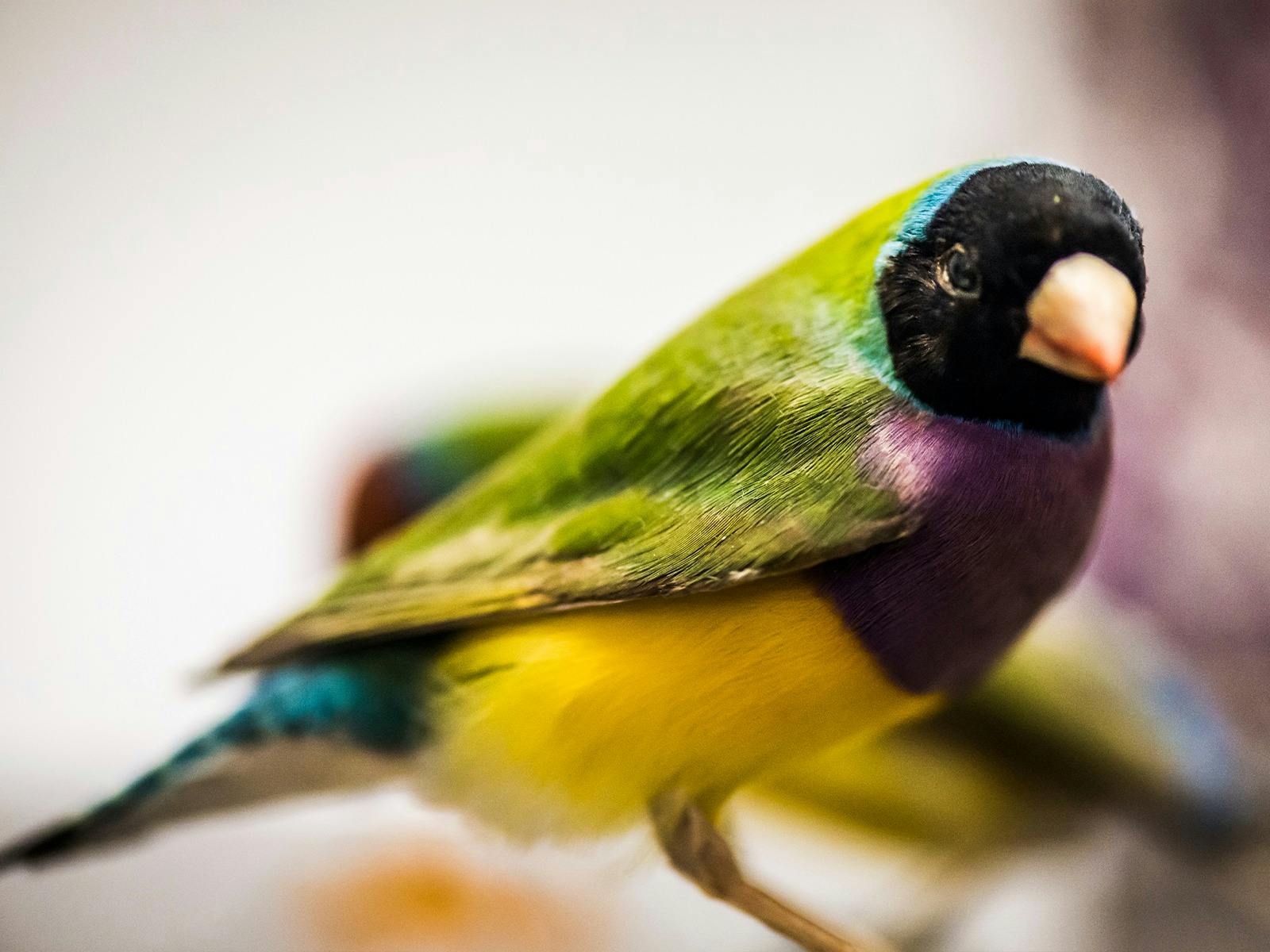 Scientist for a Day: Ornithologist