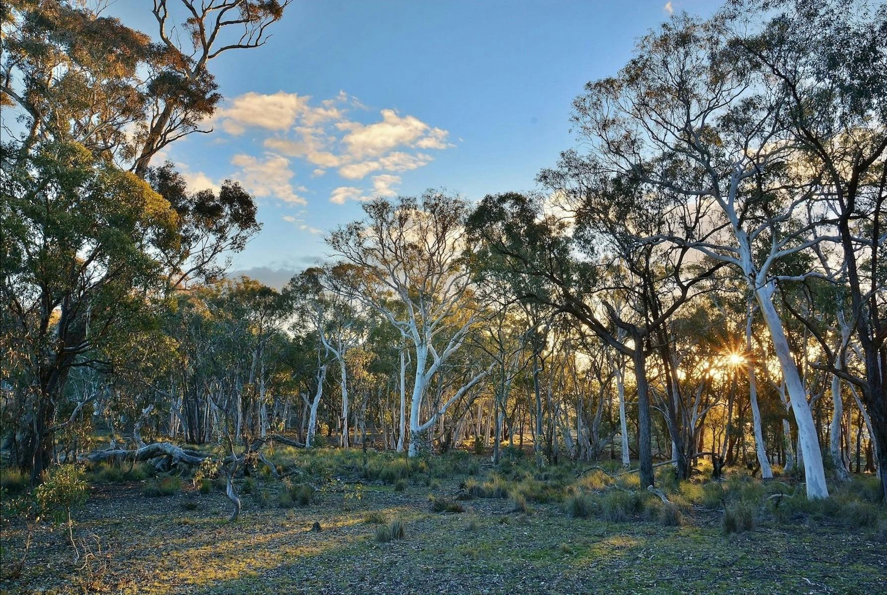 Box-gum grassy woodland at Mulligans Flat with blue sky and late afternoon light