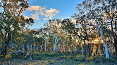 Box-gum grassy woodland at Mulligans Flat with blue sky and late afternoon light