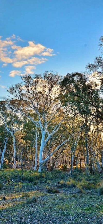Box-gum grassy woodland at Mulligans Flat with blue sky and late afternoon light