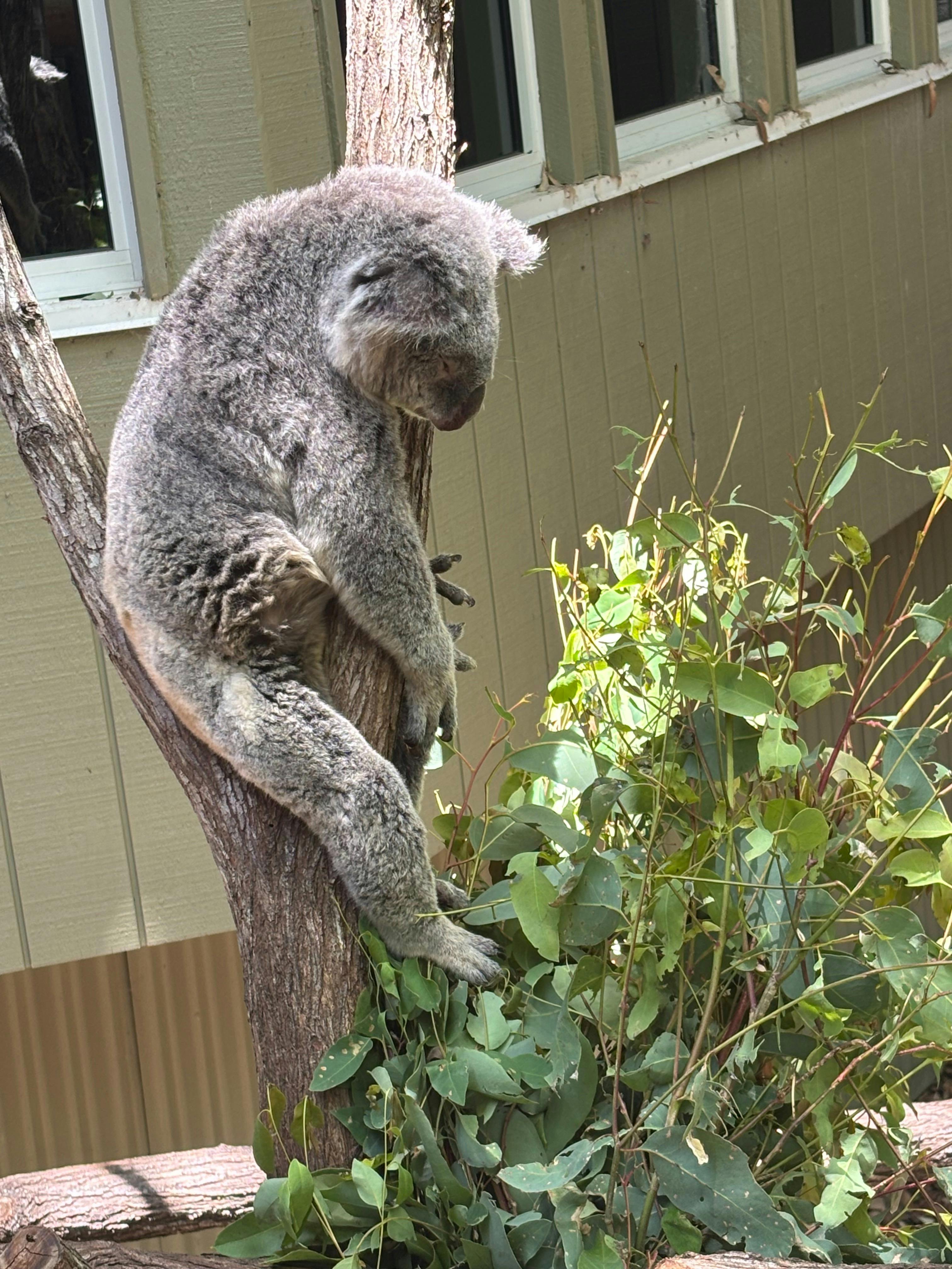 koala1