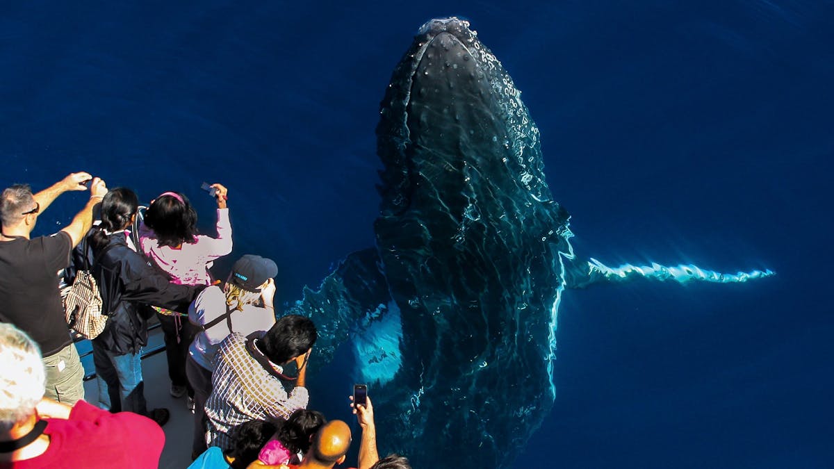 Whale Watching passengers looking at humpback whale spyhopping out of water