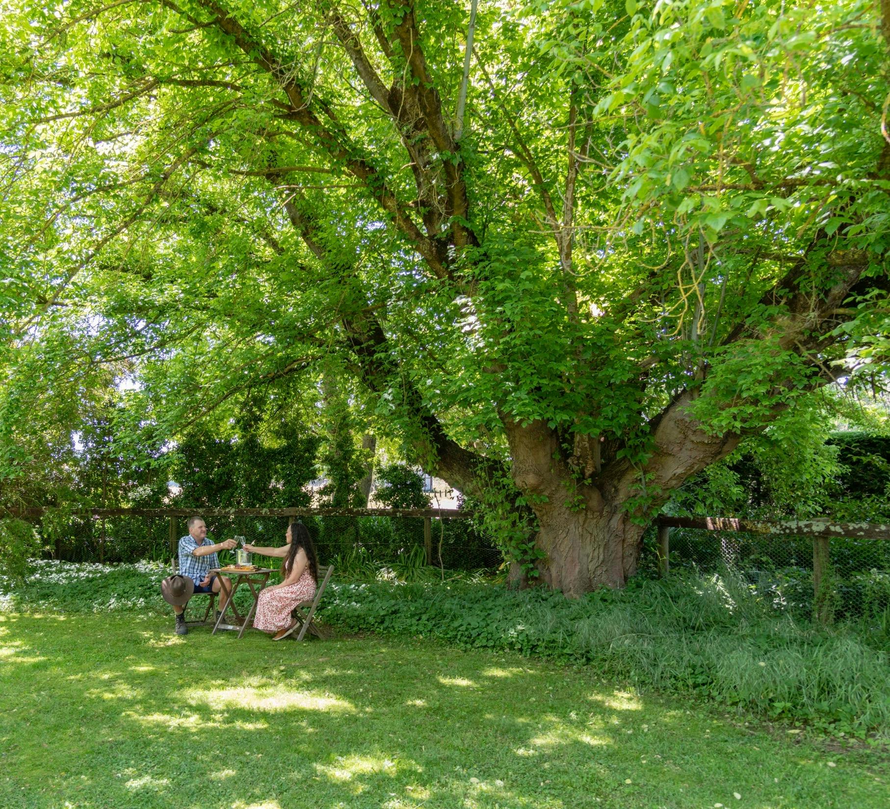 Private garden, secluded, big tree, lunch, wine and cheese