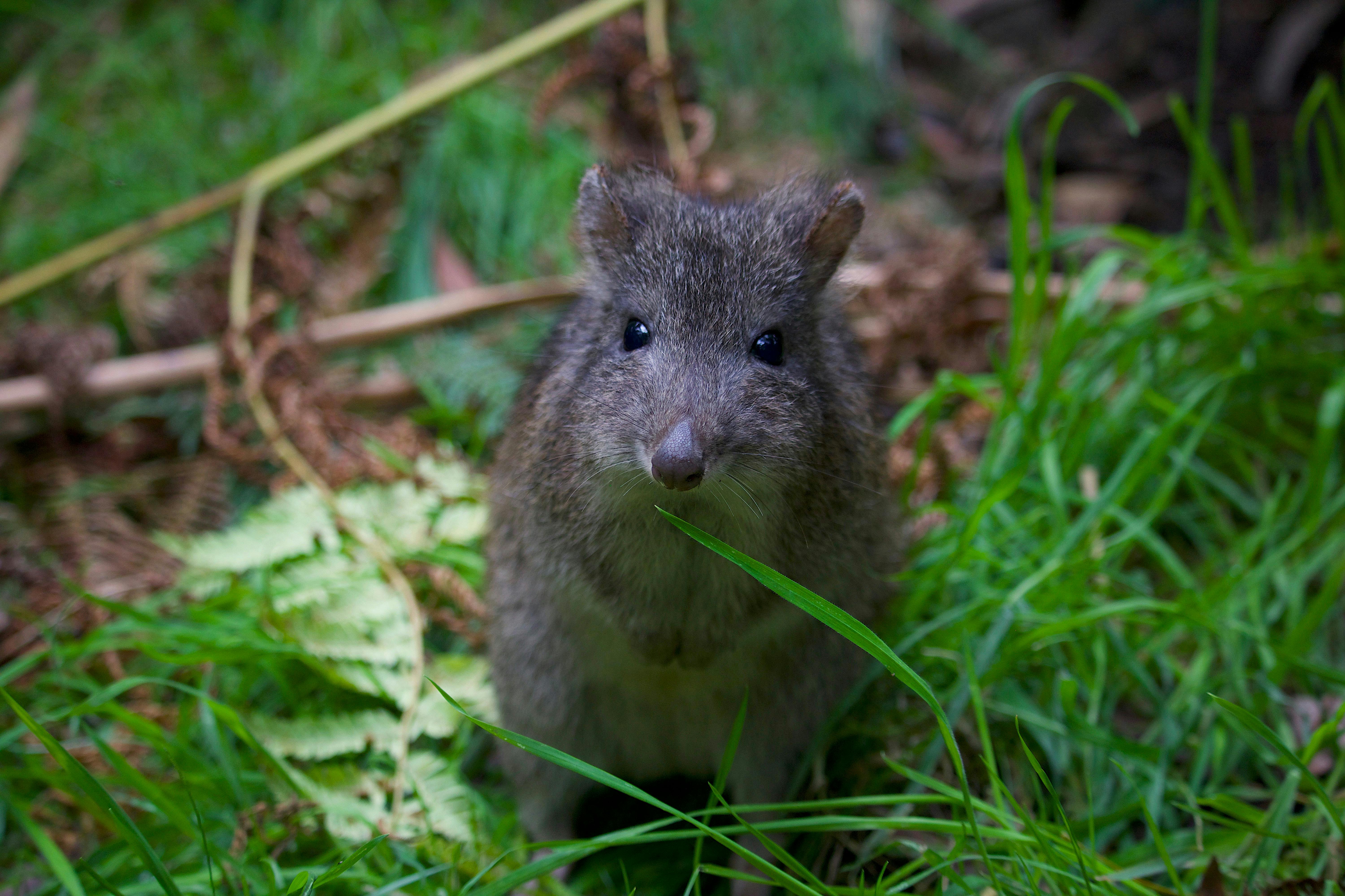 A small furry animal gazing at the camera