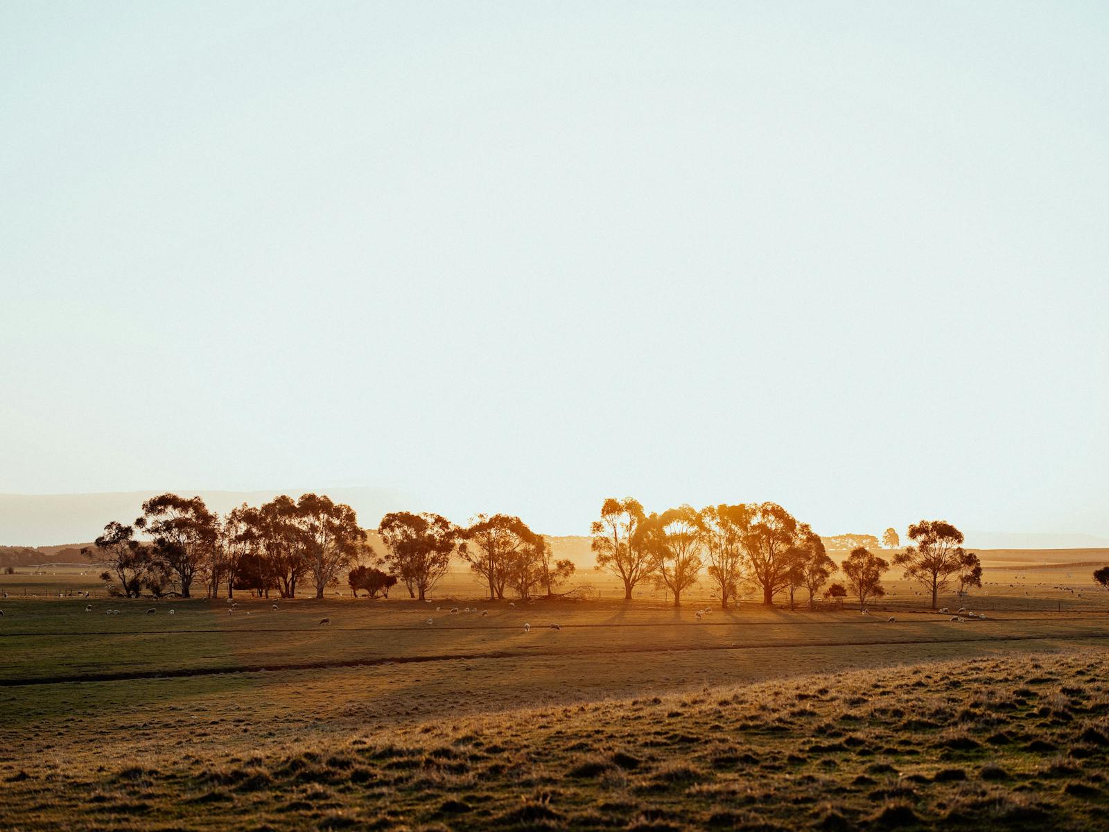 Cressy Farm