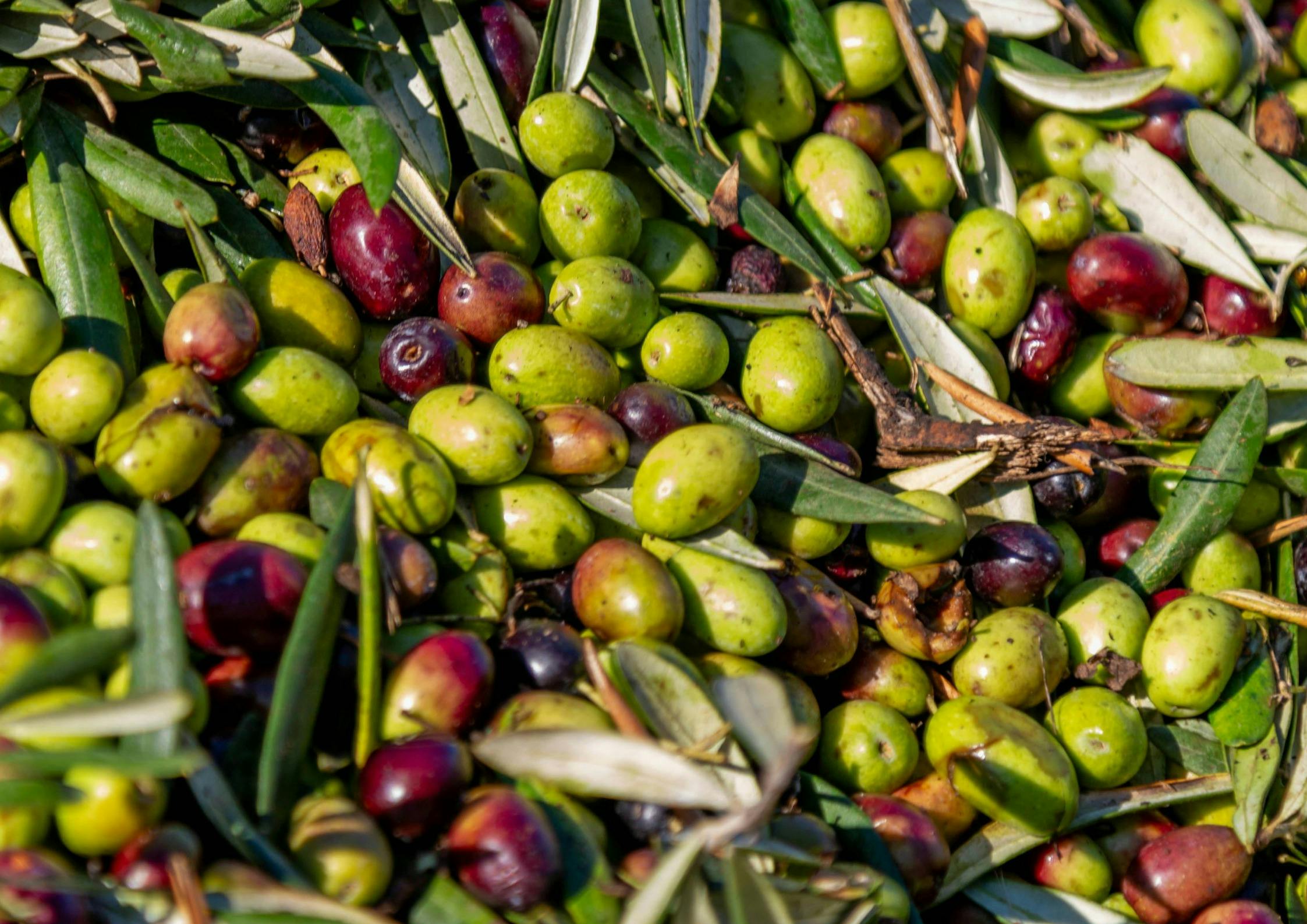 olives