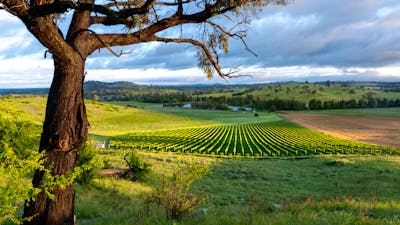 Poachers Pantry, Chardonnay block, Canberra District Vineyard