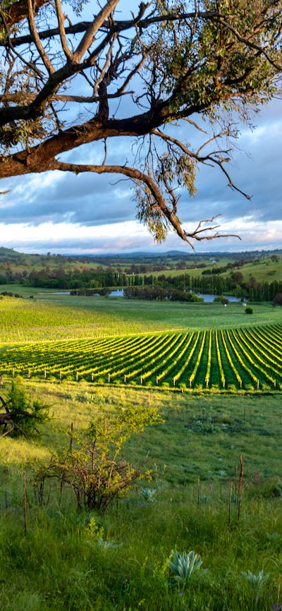 Poachers Pantry, Chardonnay block, Canberra District Vineyard