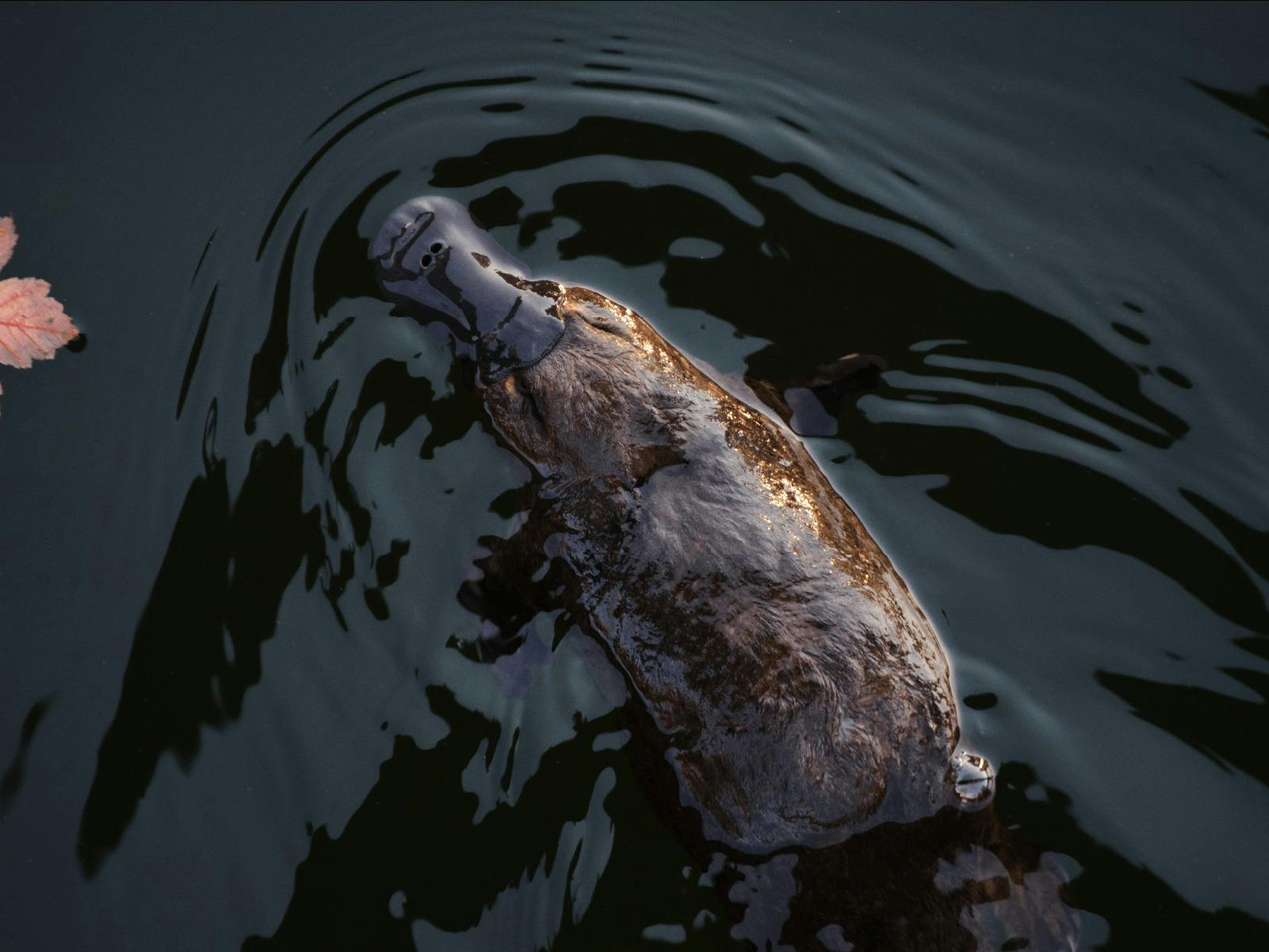 CGT Wildlife Tour - Platypus