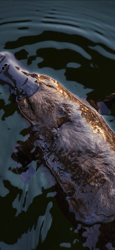 CGT Wildlife Tour - Platypus